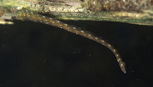 Leech (Erpobdella spec.)
under a submerged branch by Chris Krambeck 